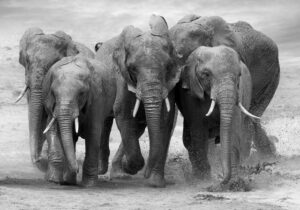 Canvas Elephant 70x100