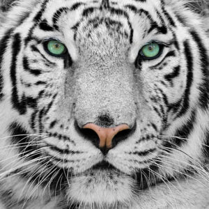 Glass Tiger 50x50
