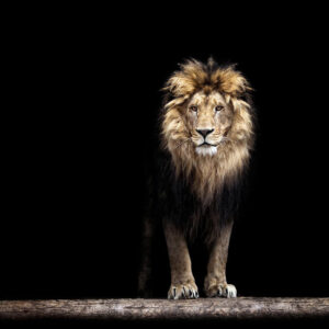 Glass Lion 50x50