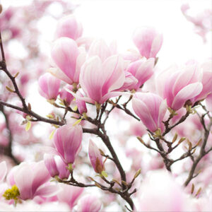 Glass Magnolias 50x50