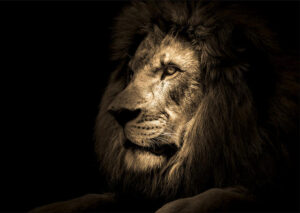 Glass Lion 80x120