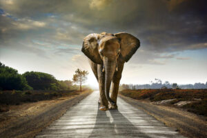 Glass Elephant 80x120