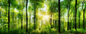 Glass Forest 50x125