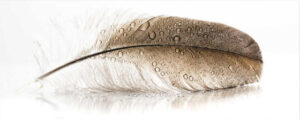 Glass Feather 50x125