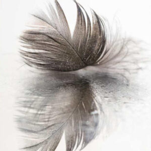 Glass Feather 70x70