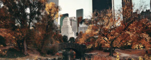 Glass Central Park 50x125
