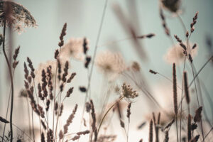 Glass Dandelion 80x120