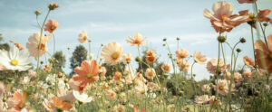 Glass YellowMeadow 50x125