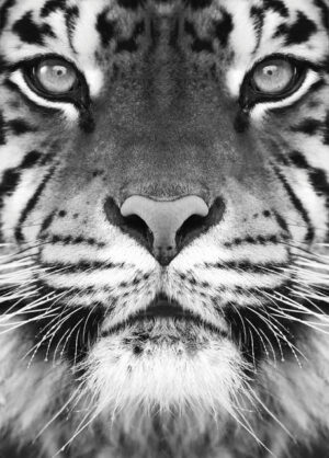 Poster Tiger 50x70