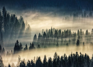 Poster Forest 50x70