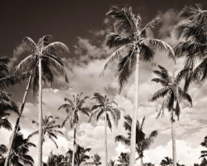 Poster Palms 40x50