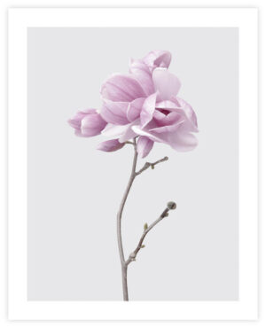 Poster Magnolia 40x50