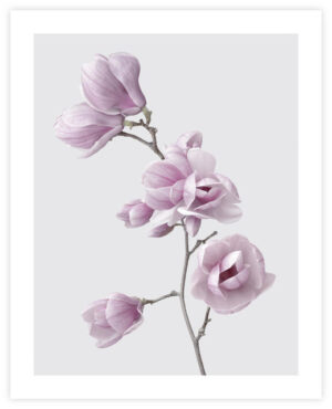 Poster Magnolia 40x50