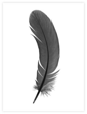 Poster Feather 30x40