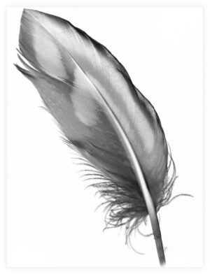 Poster Feather 30x40