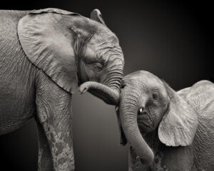 Poster Elephants 40x50