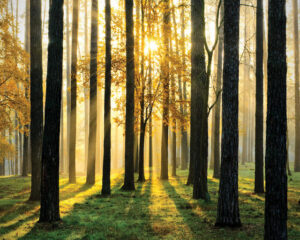 Poster Forest 40x50