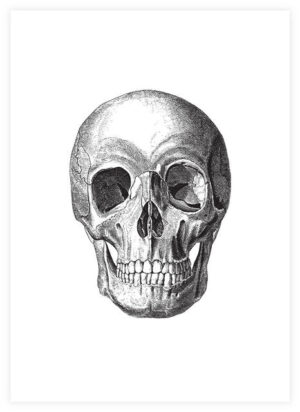 Poster Human Skull 50x70
