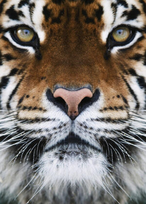 Poster Tiger 50x70