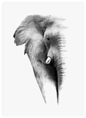 Poster Elephant 50x70