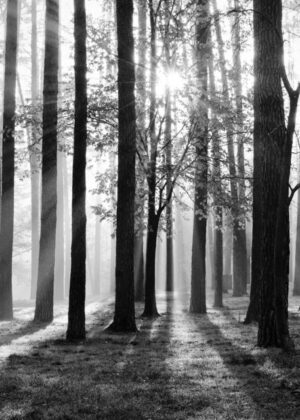 Poster Trees 50x70