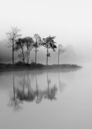 Poster LochArdTrees 50x70