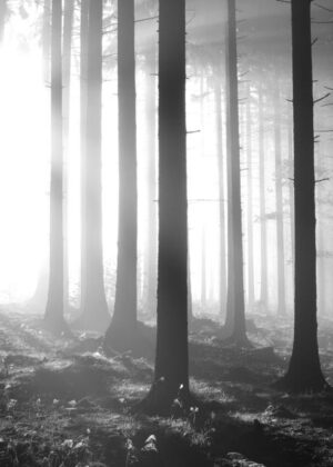 Poster MistyMorning 50x70
