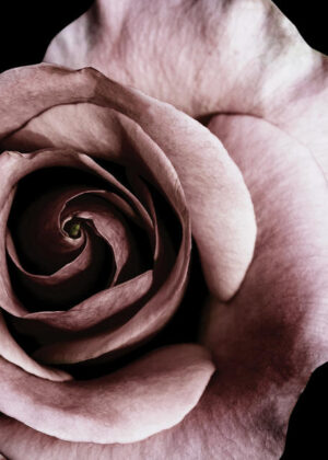 Poster Purple Rose 50x70