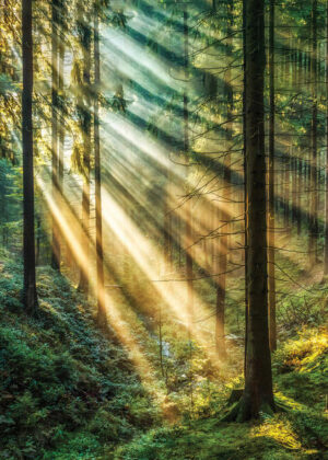 Poster Sunlight 50x70